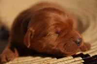 Bo - AKC, Genetically Clear, a male Golden Retriever for sale in Los Angeles, CA – Photo 1 of 7