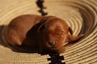 Bo - AKC, Genetically Clear, a male Golden Retriever for sale in Los Angeles, CA – Photo 3 of 7