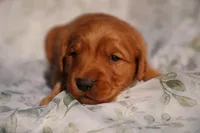 Bo - AKC, Genetically Clear, a male Golden Retriever for sale in Los Angeles, CA – Photo 5 of 9