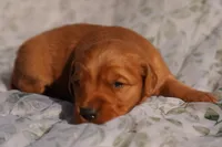 Bo - AKC, Genetically Clear, a male Golden Retriever for sale in Los Angeles, CA – Photo 2 of 9