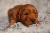 Bo - AKC, Genetically Clear, a male Golden Retriever for sale in Los Angeles, CA – Photo 3 of 9