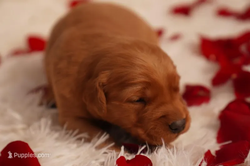 Bo - AKC, Genetically Clear