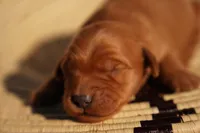 Bo - AKC, Genetically Clear, a male Golden Retriever for sale in Los Angeles, CA – Photo 2 of 7