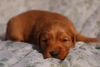 Bo - AKC, Genetically Clear, a male Golden Retriever for sale in Los Angeles, CA – Photo 1 of 9