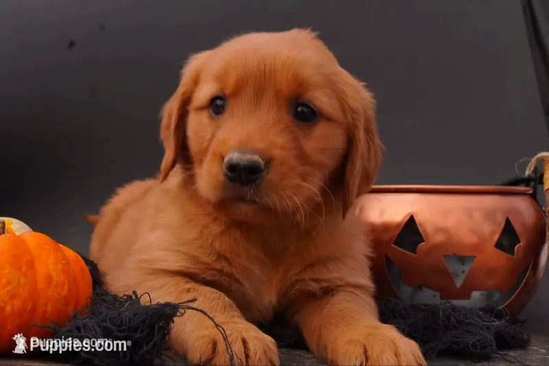 Daisy - AKC, Genetically Clear – Golden Retriever puppy for sale in Los Angeles, CA