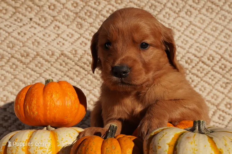 Oli - AKC, Genetically Clear – Golden Retriever puppy on hold in Los Angeles, CA