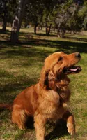 Missy - AKC, Genetically Clear, a female Golden Retriever for sale in Los Angeles, CA – 3 of 5