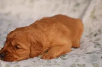 Cam -AKC, Genetically Clear, a male Golden Retriever for sale in Los Angeles, CA – Photo 4 of 8