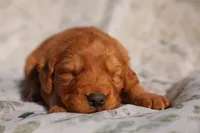 Cam -AKC, Genetically Clear, a male Golden Retriever for sale in Los Angeles, CA – Photo 2 of 8
