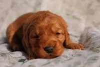 Cam -AKC, Genetically Clear, a male Golden Retriever for sale in Los Angeles, CA – Photo 1 of 8