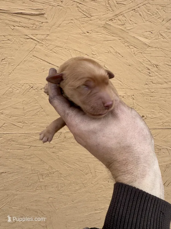 Cam -AKC, Genetically Clear