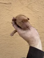Cam -AKC, Genetically Clear, a male Golden Retriever for sale in Los Angeles, CA – Photo 1 of 6