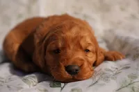 Cam -AKC, Genetically Clear, a male Golden Retriever for sale in Los Angeles, CA – Photo 3 of 8