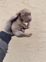 Cam -AKC, Genetically Clear, a male Golden Retriever for sale in Los Angeles, CA – Photo 2 of 6