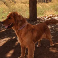 Cam -AKC, Genetically Clear, a male Golden Retriever for sale in Los Angeles, CA – Photo 5 of 8