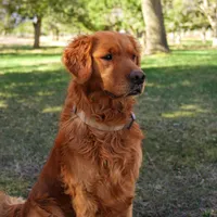 Cam -AKC, Genetically Clear, a male Golden Retriever for sale in Los Angeles, CA – Photo 8 of 8