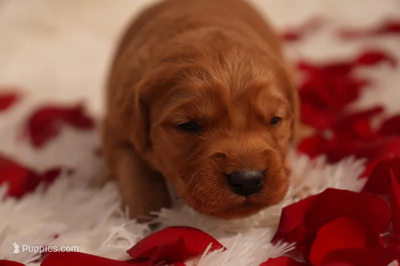 Cam -AKC, Genetically Clear