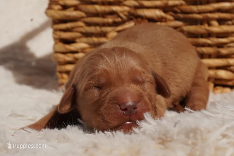 Rex - AKC, Genetically Clear – Golden Retriever puppy for sale in Los Angeles, CA