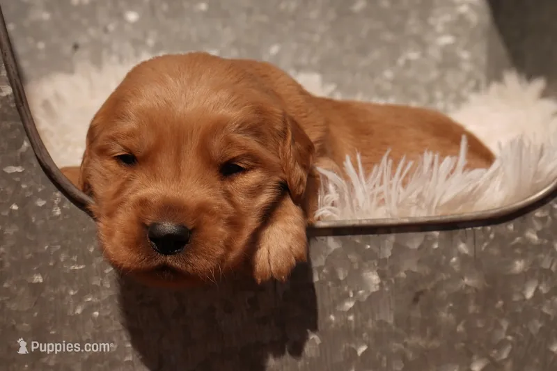 Ben - AKC, Genetically Clear – Golden Retriever puppy for sale in Los Angeles, CA