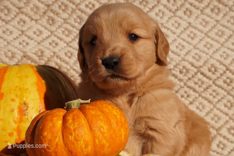Ben - AKC, Genetically Clear – Golden Retriever puppy on hold in Los Angeles, CA