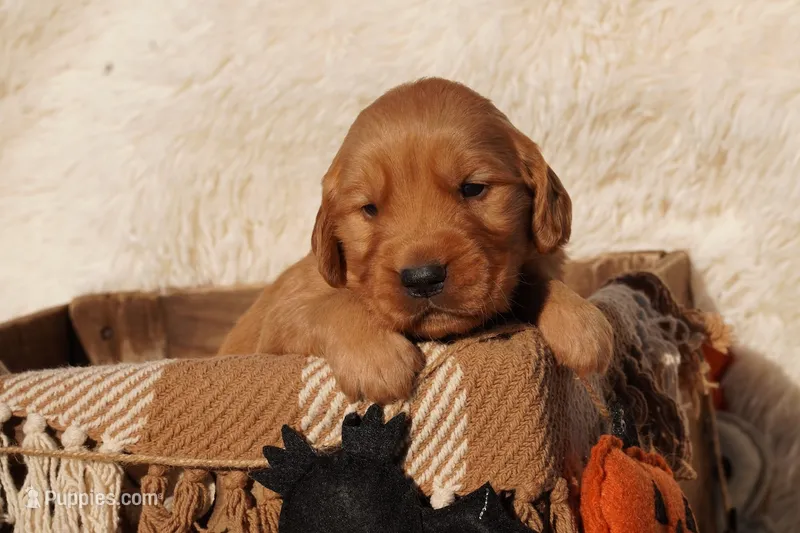 Rex - AKC, Genetically Clear – Golden Retriever puppy for sale in Los Angeles, CA