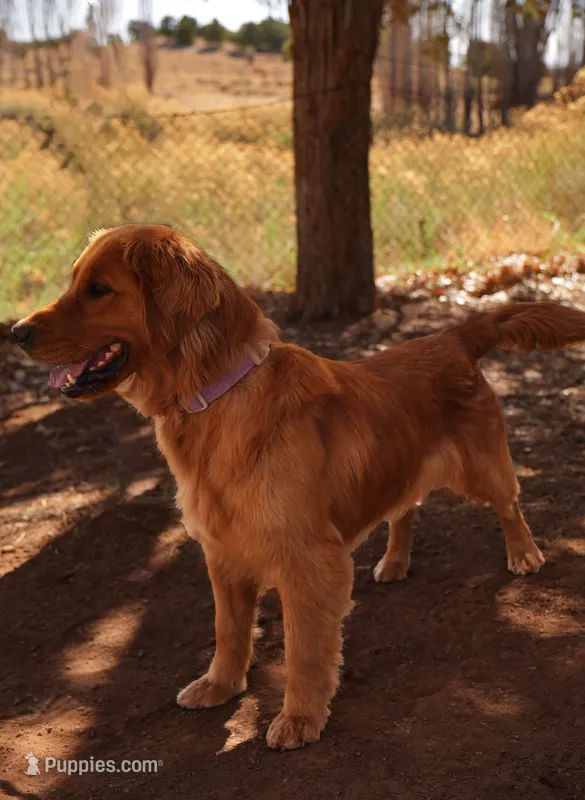Rex - AKC, Genetically Clear – Golden Retriever puppy for sale in Los Angeles, CA