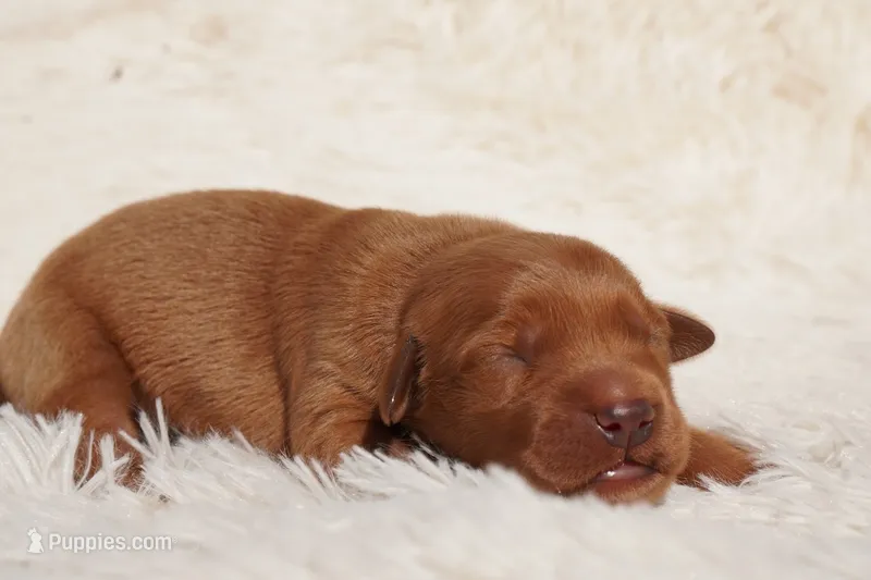 Oli - AKC, Genetically Clear – Golden Retriever puppy for sale in Los Angeles, CA