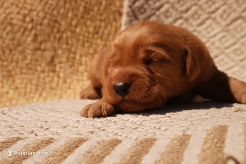 Max - AKC, Genetically Clear – Golden Retriever puppy for sale in Los Angeles, CA