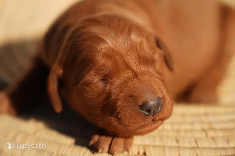 Iris - AKC, Genetically Clear