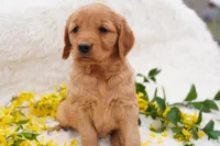 Iris - AKC, Genetically Clear, a female Golden Retriever for sale in Los Angeles, CA – Photo 3 of 9