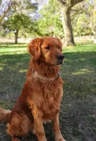 Iris - AKC, Genetically Clear, a female Golden Retriever for sale in Los Angeles, CA – Photo 6 of 6