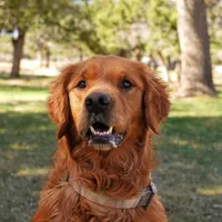Iris - AKC, Genetically Clear, a female Golden Retriever for sale in Los Angeles, CA – Photo 6 of 9