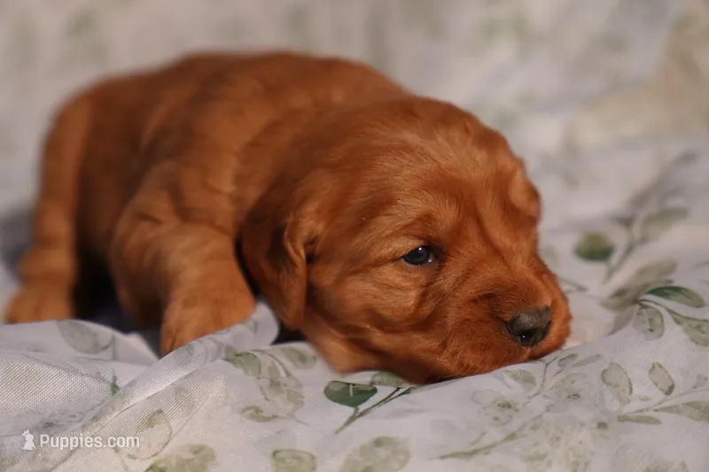 Iris - AKC, Genetically Clear