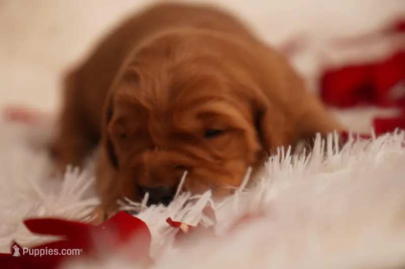 Iris - AKC, Genetically Clear