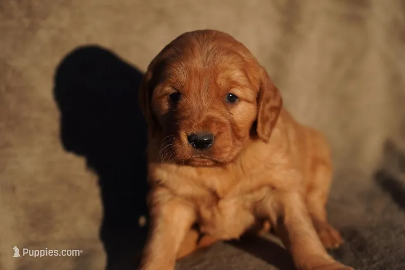 Iris - AKC, Genetically Clear – Golden Retriever puppy for sale in Los Angeles, CA