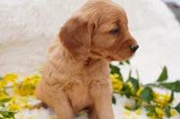 Iris - AKC, Genetically Clear, a female Golden Retriever for sale in Los Angeles, CA – Photo 4 of 9