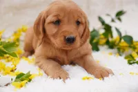 Iris - AKC, Genetically Clear, a female Golden Retriever for sale in Los Angeles, CA – Photo 1 of 9