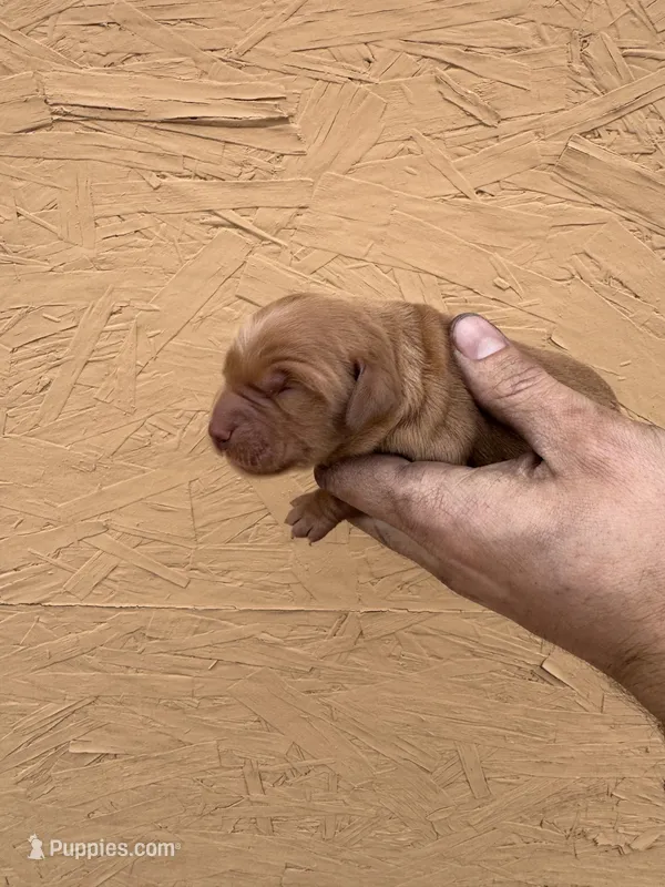 Iris - AKC, Genetically Clear