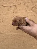 Iris - AKC, Genetically Clear, a female Golden Retriever for sale in Los Angeles, CA – Photo 1 of 6