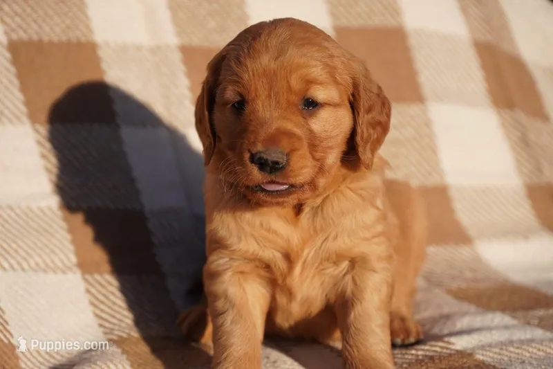 Iris - AKC, Genetically Clear – Golden Retriever puppy for sale in Los Angeles, CA