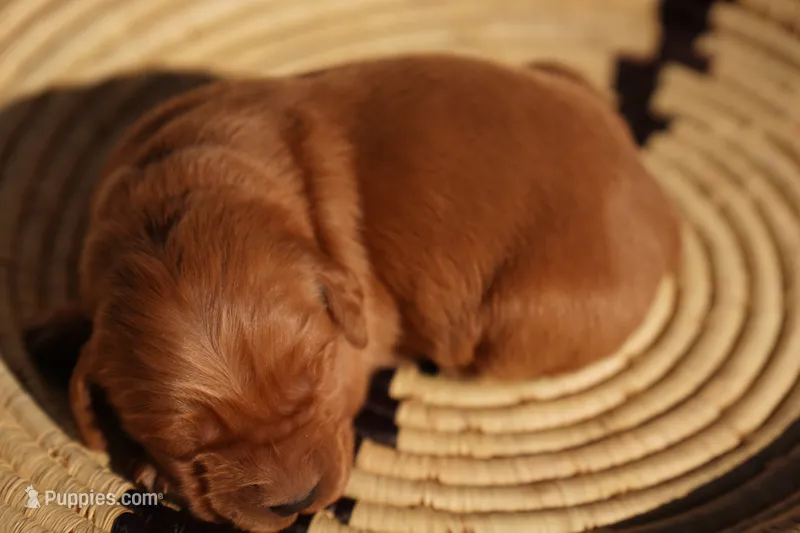 Indi - AKC, Genetically Clear – Golden Retriever puppy for sale in Los Angeles, CA