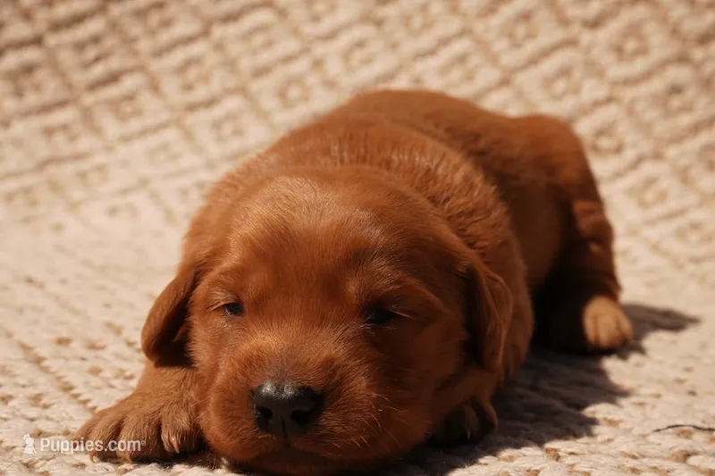 Daisy - AKC, Genetically Clear – Golden Retriever puppy for sale in Los Angeles, CA