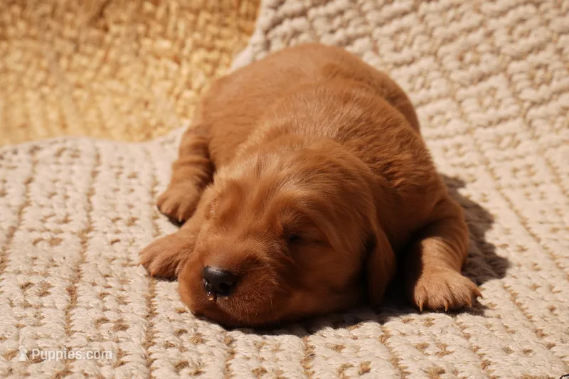 Rex - AKC, Genetically Clear – Golden Retriever puppy for sale in Los Angeles, CA