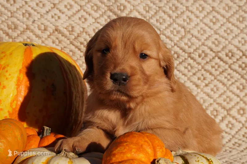 Rex - AKC, Genetically Clear – Golden Retriever puppy on hold in Los Angeles, CA