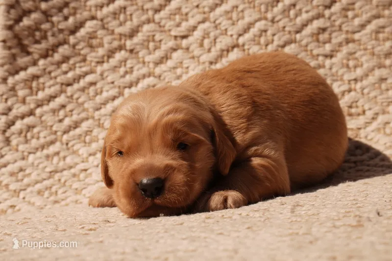 Ben - AKC, Genetically Clear – Golden Retriever puppy for sale in Los Angeles, CA