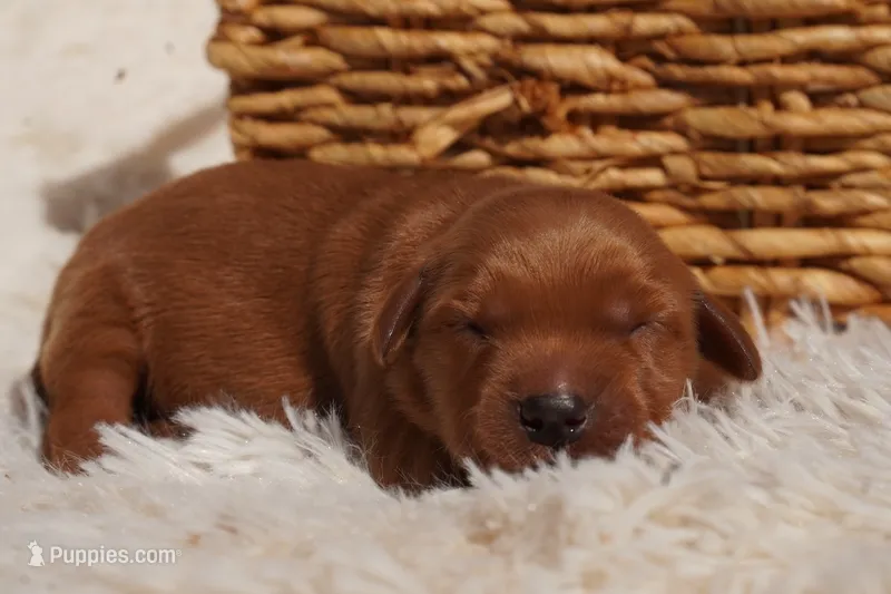 Daisy - AKC, Genetically Clear – Golden Retriever puppy for sale in Los Angeles, CA
