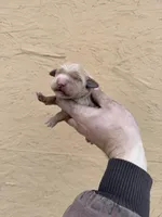 Tom -AKC, Genetically Clear, a male Golden Retriever for sale in Los Angeles, CA – Photo 1 of 6