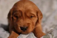 Tom -AKC, Genetically Clear, a male Golden Retriever for sale in Los Angeles, CA – Photo 1 of 9