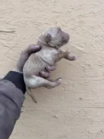 Tom -AKC, Genetically Clear, a male Golden Retriever for sale in Los Angeles, CA – Photo 2 of 6