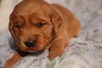 Tom -AKC, Genetically Clear, a male Golden Retriever for sale in Los Angeles, CA – Photo 4 of 9